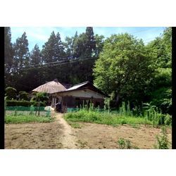 「大きな柿の木を伐採してほしい！」🌳の画像1