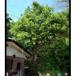 「大きな柿の木を伐採してほしい！」🌳の画像2