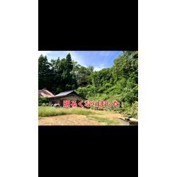 「大きな柿の木を伐採してほしい！」🌳の画像3