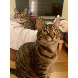 可愛い猫ちゃんの画像3