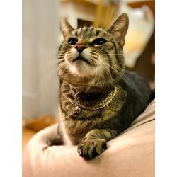 可愛い猫ちゃんの画像2