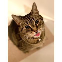 可愛い猫ちゃんの画像1