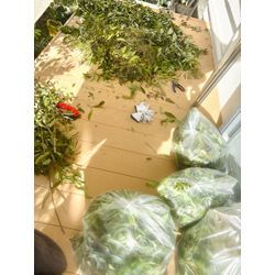 ☆開業300日目☆の画像1