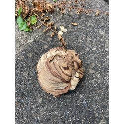 スズメバチの巣 | 広島県で庭木の剪定は塩田剪庭園の画像1