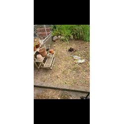 草むしりの画像2