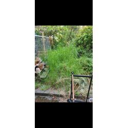 草むしりの画像1