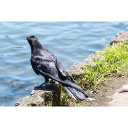 羽休め。の画像1