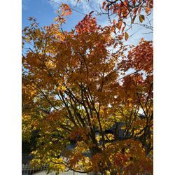 自然風な剪定の画像3