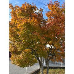 自然風な剪定の画像1