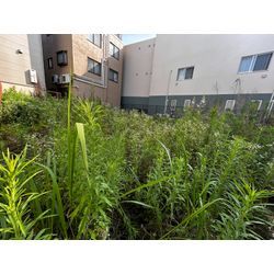 【台東区】空き地の除草作業の画像2
