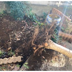 お庭が広々スッキリ！背の高い庭木の伐採で明るい動線に改善しましたの画像2