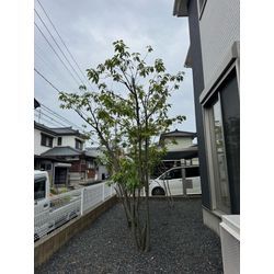 シラカシ剪定の画像2