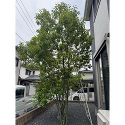 シラカシ剪定の画像1