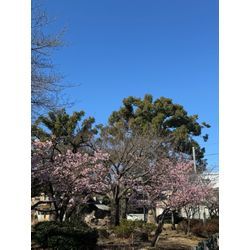 河津桜が満開の画像1