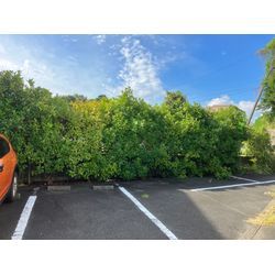 四日市市　伐採の画像1