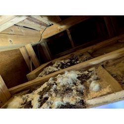 ☆東京都武蔵村山市からハクビシン駆除のご依頼の画像2