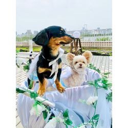 素敵なフォトウェディングのオフショットの画像3