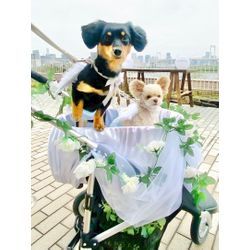 素敵なフォトウェディングのオフショットの画像1