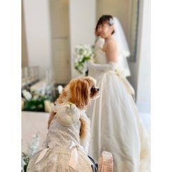 可愛いリングドッグちゃん　新郎新婦様の間への画像1