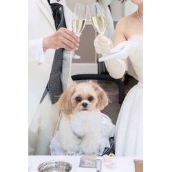 可愛いリングドッグちゃん　新郎新婦様の間への画像3