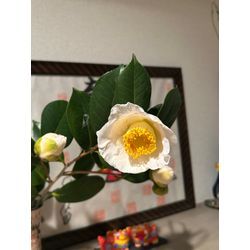 椿が運んでくれた、やさしい朝時間🍀の画像1