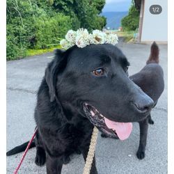 ペットシッターをはじめましたの画像3