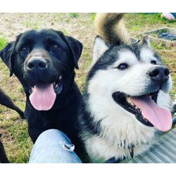 ペットシッターをはじめましたの画像1