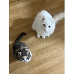 ペットシッターをはじめましたの画像2