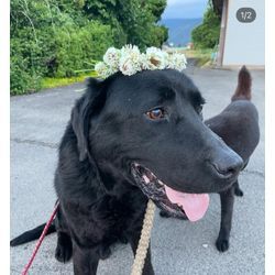 ペットシッターをはじめましたの画像3