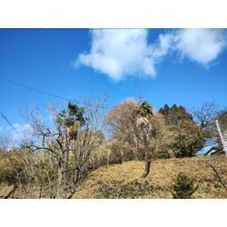 里山で草刈作業　〜群馬高崎の植木屋ゆうさんblog〜の画像1