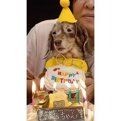 我が家の小さな番犬⁉️の画像1