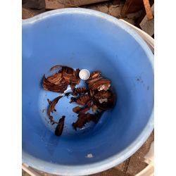 福岡県筑紫野市　スズメバチ　駆除の画像2