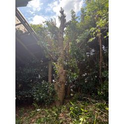八代市　F様宅　伐採 ②の画像1