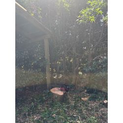 八代市　F様宅　伐採 ②の画像2