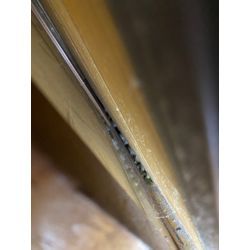 福岡県久留米市　ヘビ　捕獲の画像2