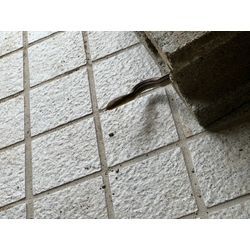 福岡県久留米市　ヘビ　捕獲の画像3