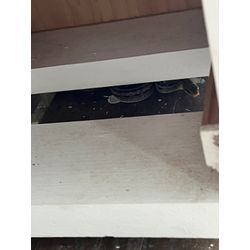 福岡県久留米市　ヘビ　捕獲の画像1