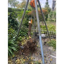 トベラの伐採、抜根の画像1