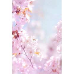 春の訪れ☘️の画像2