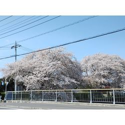 昨日は快晴で今日は午後から雨予報　桜満開は入学式に似合う♪　〜群馬高崎の植木屋ゆうさんSortBlog〜の画像2