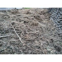 昨日は快晴で今日は午後から雨予報　桜満開は入学式に似合う♪　〜群馬高崎の植木屋ゆうさんSortBlog〜の画像3