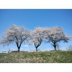 昨日は快晴で今日は午後から雨予報　桜満開は入学式に似合う♪　〜群馬高崎の植木屋ゆうさんSortBlog〜の画像1
