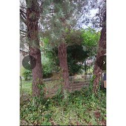 守山市　伐採抜根の画像2