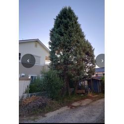 守山市　伐採抜根の画像1