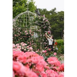 ばらと撮影の画像1