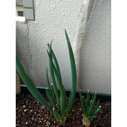 花粉？！の画像1