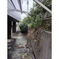 雑草がスッキリ！通路清掃ビフォーアフターの画像1