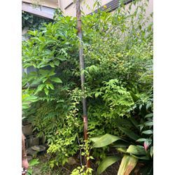 ◇夏休みを利用して子ども部屋の整理はいかがですか？◇の画像2