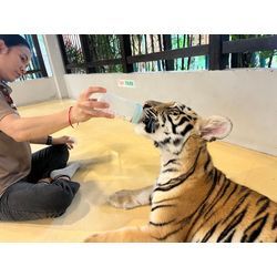 トラの赤ちゃんやばいの画像1