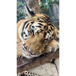 トラの赤ちゃんやばいの画像2